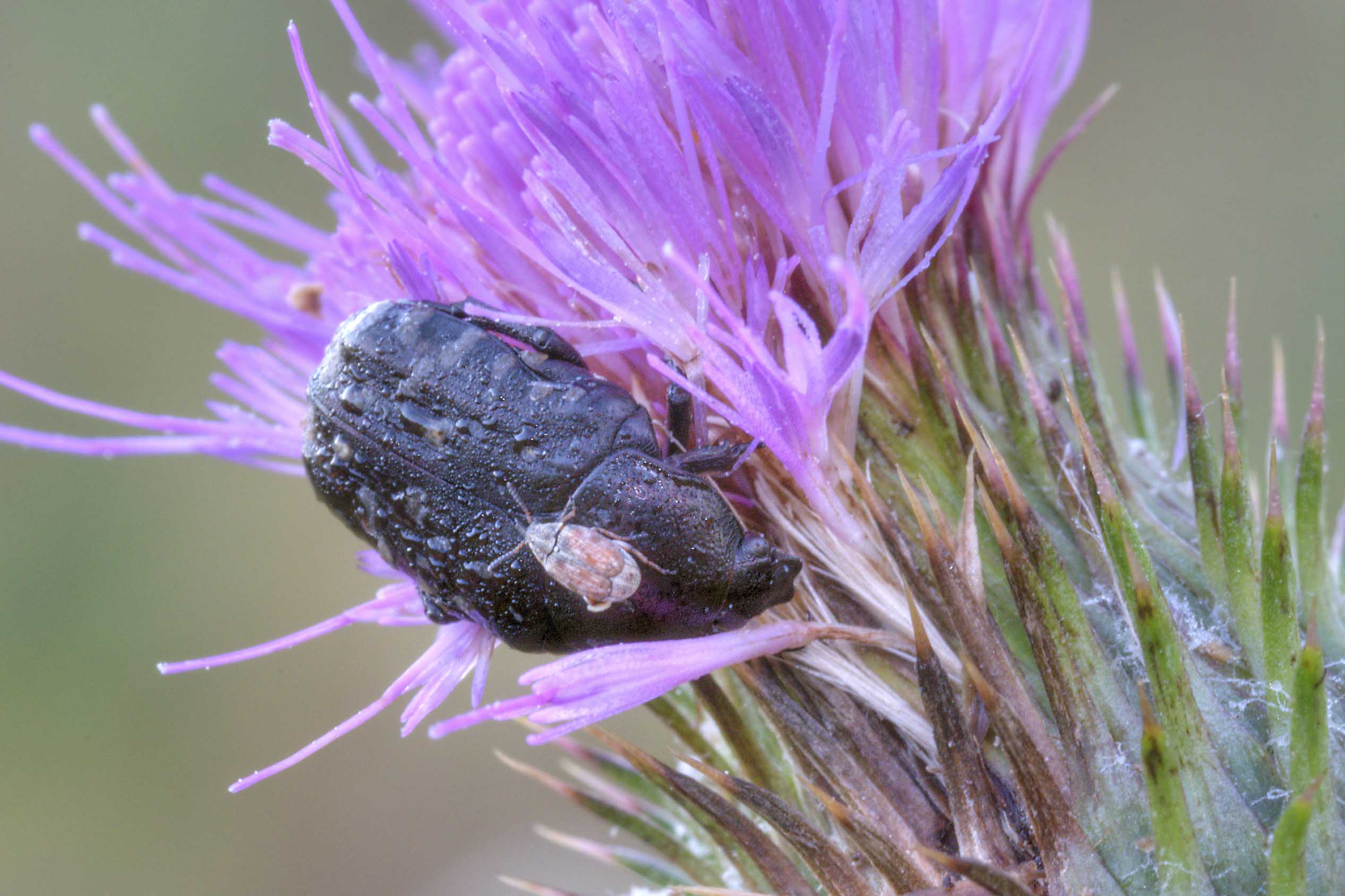 Chrysomelidae Bruchinae trasportato su Oxythirea funesta